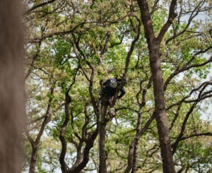 Growth node thinning to balance young shade trees by S&P Tree Service.