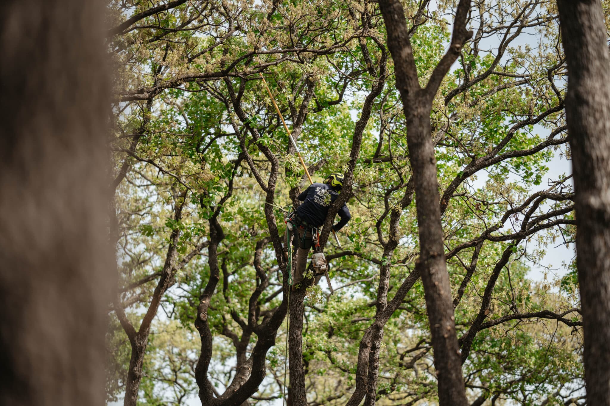 Growth node thinning to balance young shade trees by S&P Tree Service.