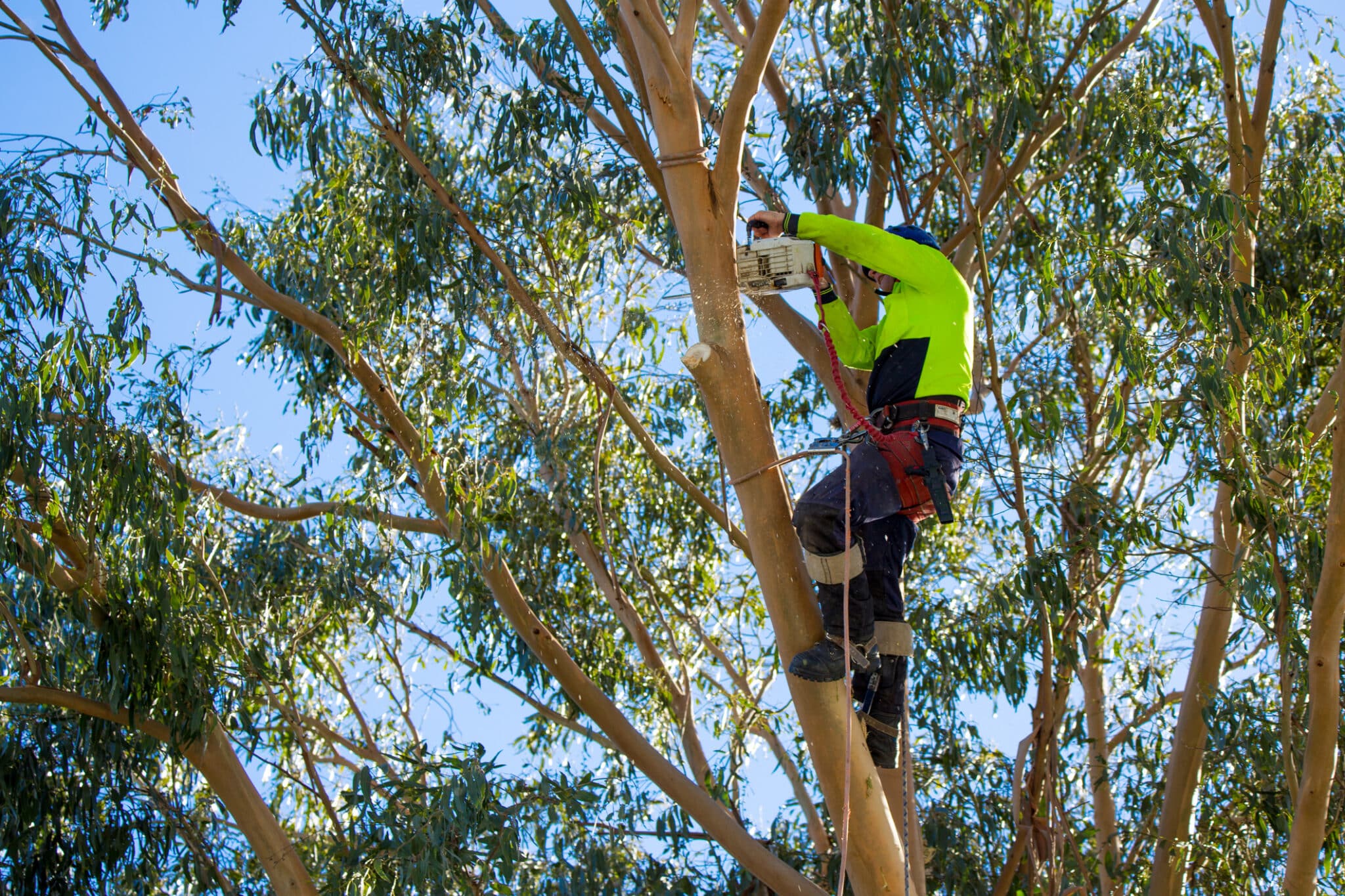 Arborist, Tree branches, Canopy load tuning.