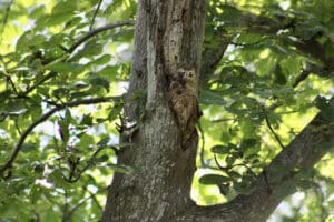 Tree trunk cavities, Branch risk mapping.