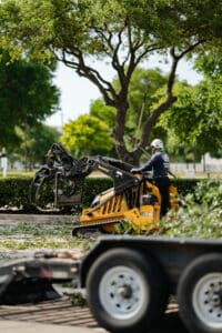 Arborist tree cut, Sidewalk canopy lift by S&P Tree Service.