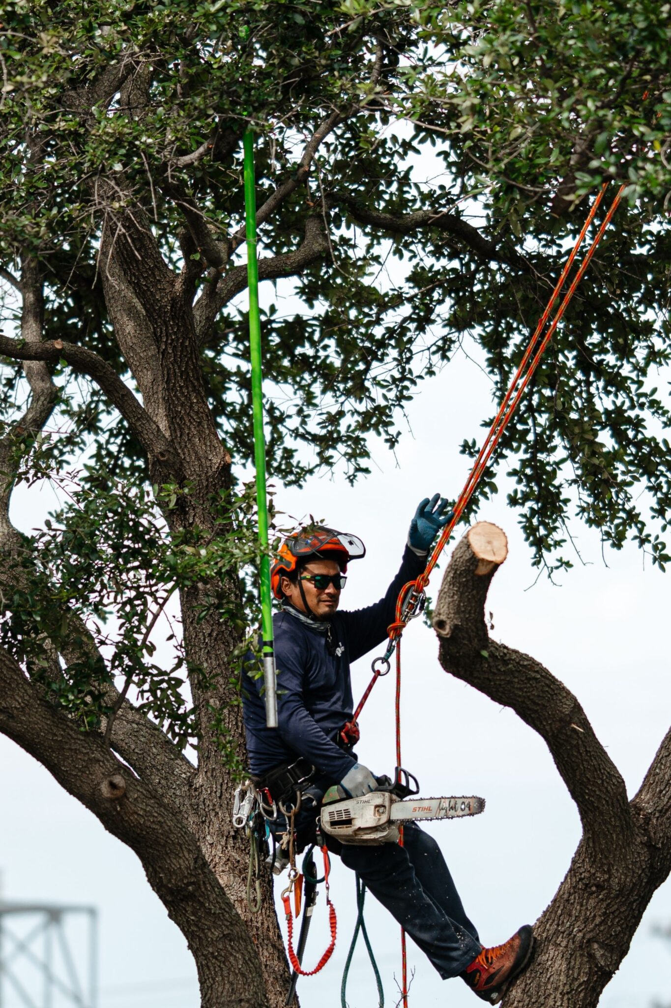 Habitat sensitive cuts for urban canopies.