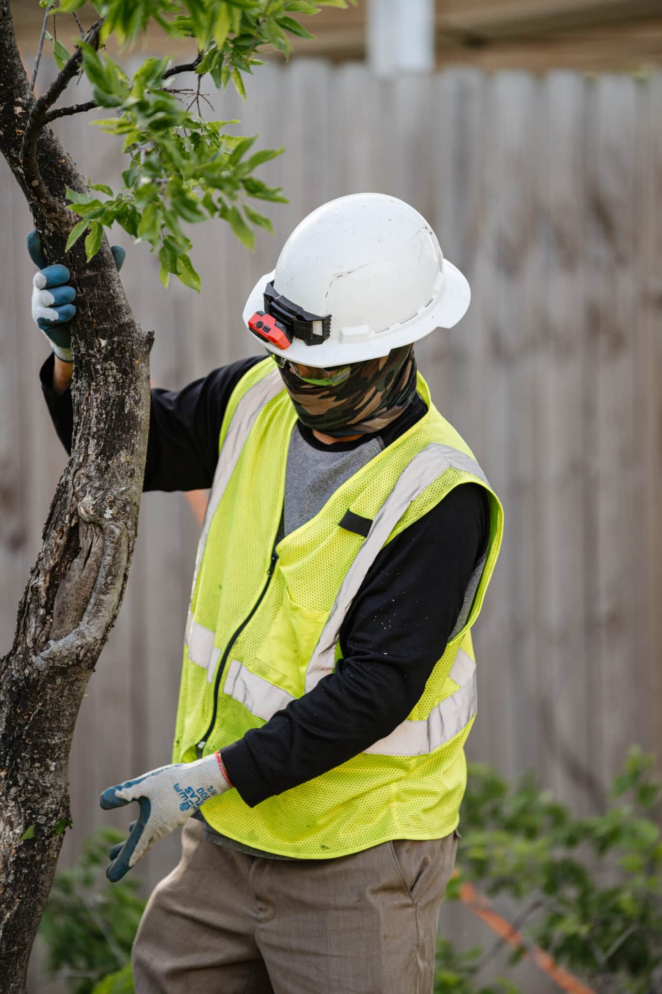 Inspect tree, Growth node thinning S&P Tree Service
