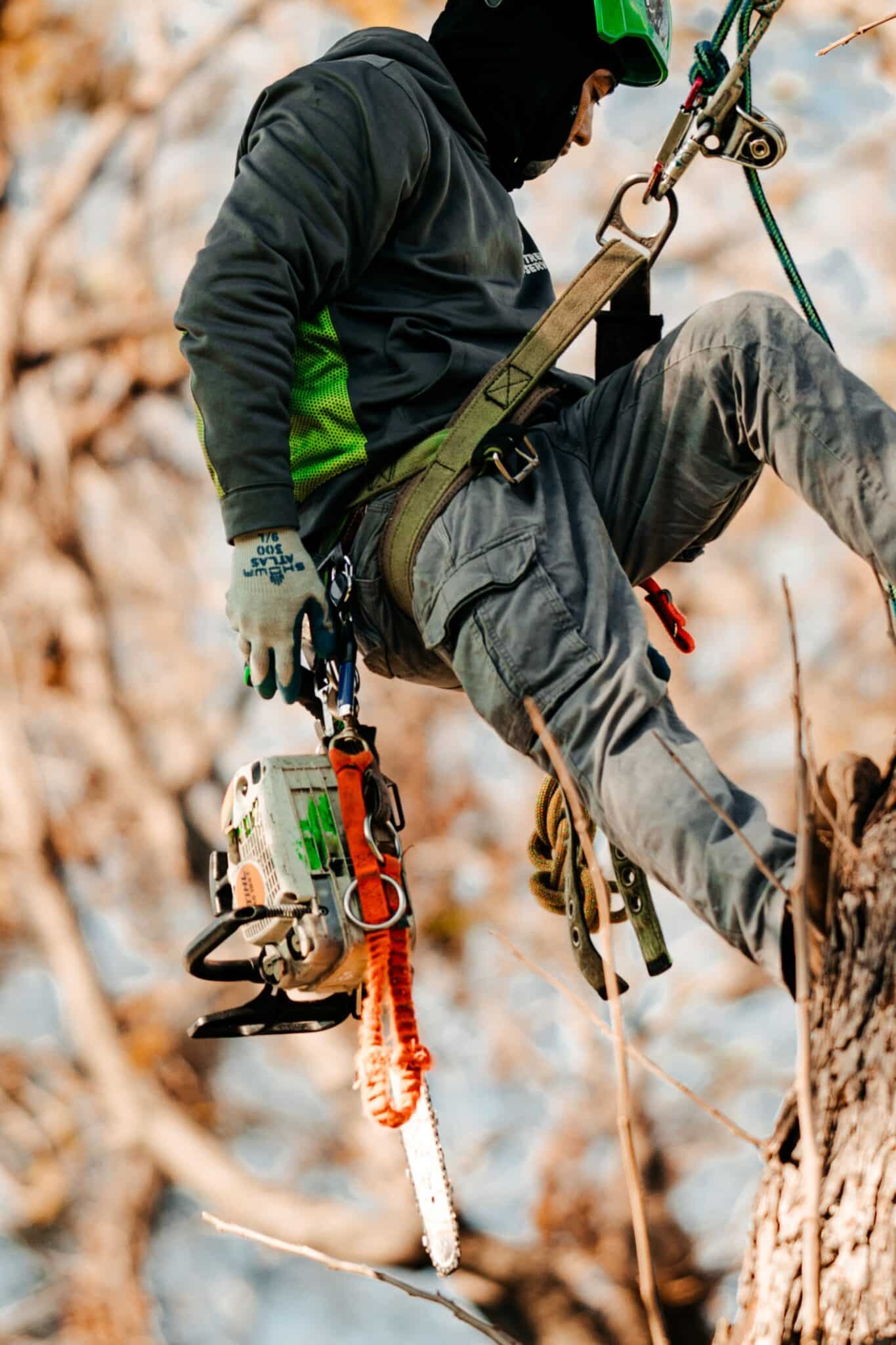Load path pruning to ease limb stress in Fort Worth.