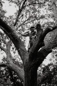 Maintenance plan, Cuts and pruning tree.