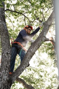Professional arborist cut branch tree, Growth node thinning by S&P Tree Service