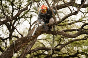 Removal or targeted cuts tree, Poolside canopy trim by S&P Tree Service.
