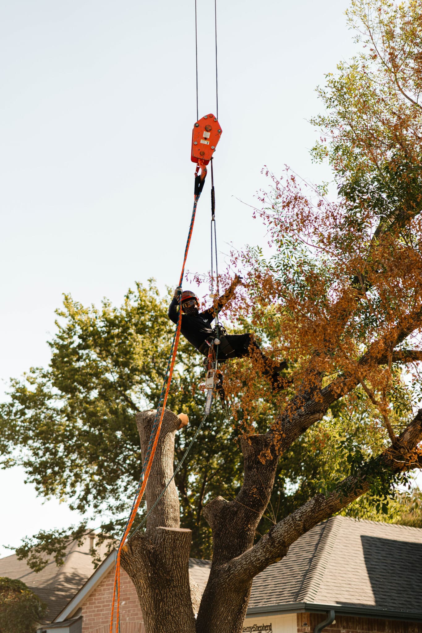 Branch silhouette tuning for balanced lines and clearance by S&P Tree Service.