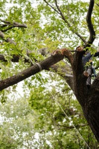 Cracked tree, Storm brace pruning.