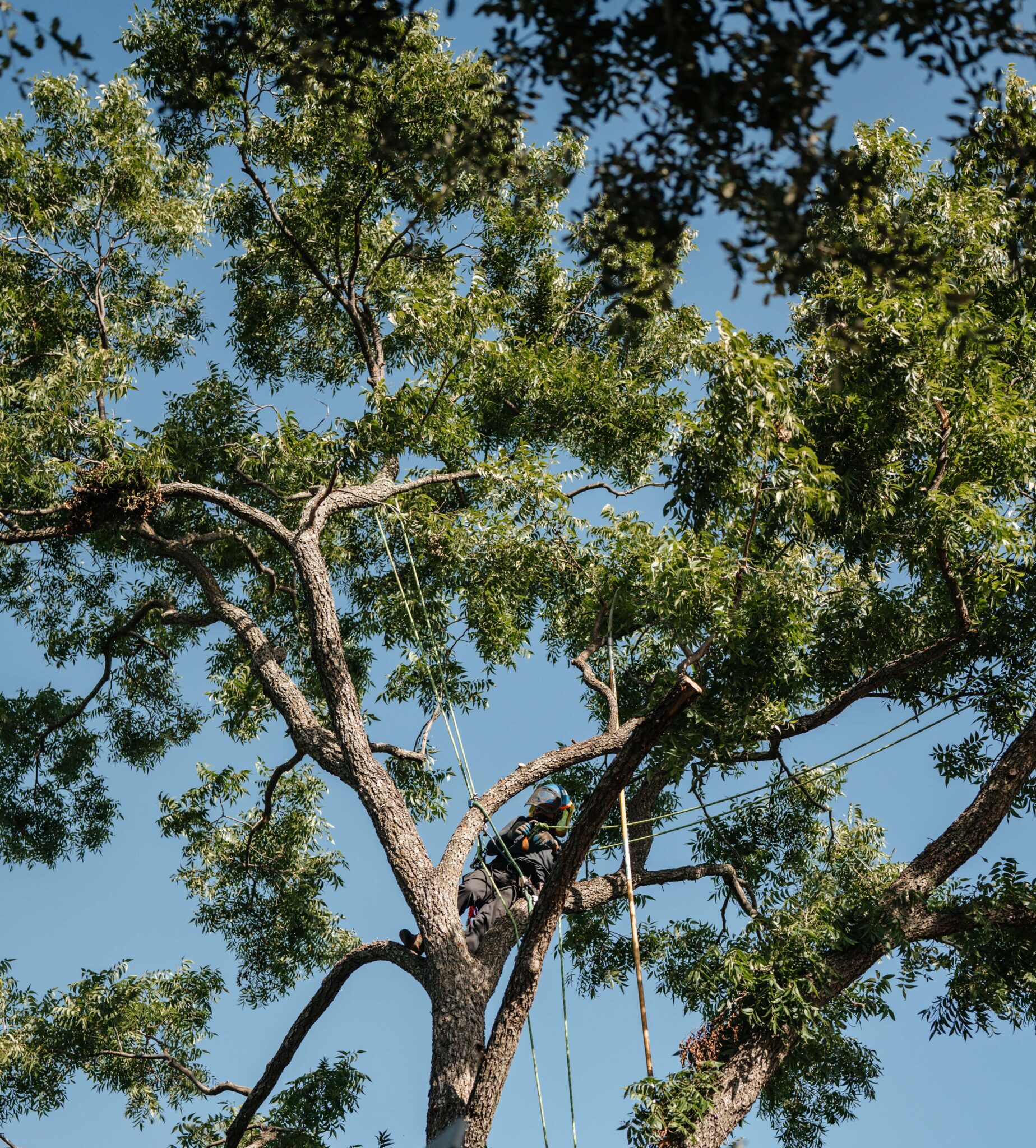 Interior Light Shaping to Brighten Lawns Without Overcutting By S&P Tree Service