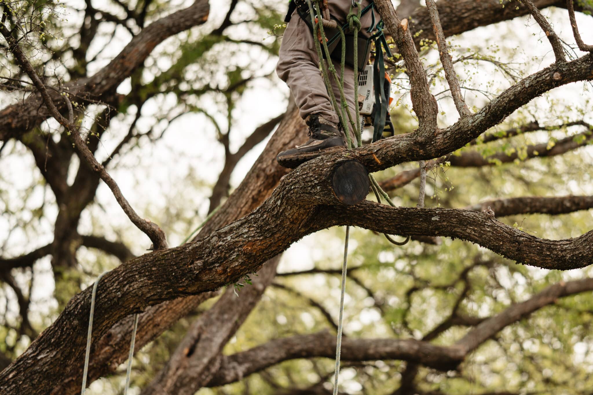 Wind Smart Trimming that Reduces Sway and Breakage in Storms.